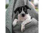 Adopt Derby Pup - Thurby a Shepherd, Labrador Retriever