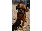 Adopt Gertie a Brussels Griffon, Cavalier King Charles Spaniel