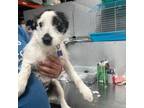 Adopt Jackie - Costa Mesa Location a Jack Russell Terrier