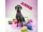 Adopt Anne a Great Dane