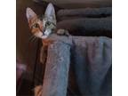 Adopt Alaska a Domestic Short Hair