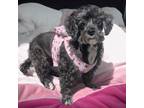 Adopt Vivian a Poodle