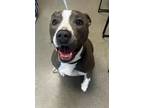 Adopt Abby a American Staffordshire Terrier