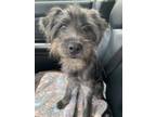 Adopt Zoe a Terrier, Mixed Breed
