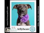 Adopt Jellybean (Spring Flings) 042024 a Labrador Retriever