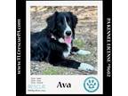 Adopt Ava 042024 a Border Collie