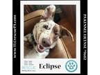 Adopt Eclipse 042024 a Australian Shepherd