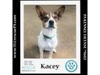 Adopt Kacey 042024 a Cattle Dog