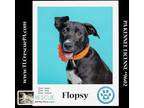 Adopt Flopsy (Spring Flings) 042024 a Labrador Retriever