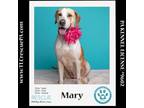 Adopt Mary 040624 a Labrador Retriever