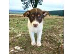 Adopt Pup girl 1 a Chocolate Labrador Retriever, Cattle Dog