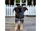Adopt Pup female 2 a Chocolate Labrador Retriever, Cattle Dog