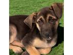 Adopt Pup female 3 a Chocolate Labrador Retriever, Cattle Dog