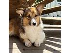 Adopt Queeny a Corgi