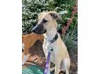 Adopt Rey a Anatolian Shepherd