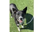 Adopt Rosie a Border Collie, Mixed Breed