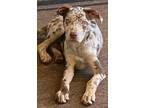 Adopt Maisie Mae a Australian Cattle Dog / Blue Heeler, Catahoula Leopard Dog