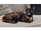 Adopt April Showers a Domestic Short Hair