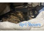 Adopt April Showers a Domestic Short Hair