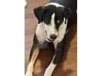 Adopt Lilly a Hound