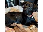 Adopt Naomi a Basset Hound, Labrador Retriever