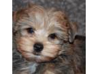 Yorkshire Terrier Puppy for sale in Chillicothe, OH, USA