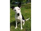 Adopt Ellie a Border Collie, American Staffordshire Terrier