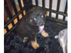 Australian Shepherd PUPPY FOR SALE ADN-782389 - Puppy