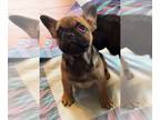 French Bulldog PUPPY FOR SALE ADN-782415 - French Bulldog Female