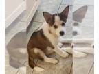 Huskimo PUPPY FOR SALE ADN-782441 - Male huskimo