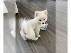 Pomeranian PUPPY FOR SALE ADN-782451 - White Pom Puppy