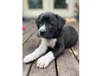 Adopt Pearl a American Bully, Mixed Breed