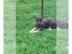 German Shepherd Dog PUPPY FOR SALE ADN-782510 - German Shepherd Puppies