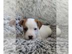 Jack Russell Terrier PUPPY FOR SALE ADN-782527 - Jack Russell Terrier For Sale