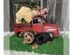 Yorkshire Terrier PUPPY FOR SALE ADN-782534 - Yankee yorkie