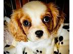 Cavalier King Charles Spaniel PUPPY FOR SALE ADN-782537 - Blenheim Boy Eddie