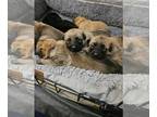 German Shepherd Dog PUPPY FOR SALE ADN-782546 - German Shepherd Puppies