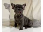 French Bulldog PUPPY FOR SALE ADN-782566 - BLUE BOY unique French from Europe