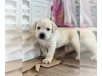Labrador Retriever PUPPY FOR SALE ADN-782567 - Coming This Summer