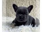 French Bulldog PUPPY FOR SALE ADN-782568 - Adorable Small Girl BLUE