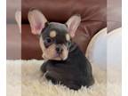 French Bulldog PUPPY FOR SALE ADN-782573 - Funny Amazing Color Frenchie