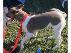 Rat Terrier PUPPY FOR SALE ADN-782577 - Mini Rat Terrier