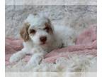 Poodle (Miniature) PUPPY FOR SALE ADN-782578 - AKC Mini Poodles Pickup and USA
