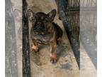 French Bulldog PUPPY FOR SALE ADN-782582 - French bulldog puppies