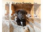 German Shepherd Dog PUPPY FOR SALE ADN-782583 - Princess and Panda