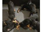 Rottweiler PUPPY FOR SALE ADN-782586 - Rottweiler Puppies