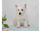 West Highland White Terrier PUPPY FOR SALE ADN-782589 - Beautiful AKC West