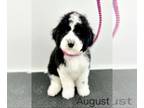 Sheepadoodle PUPPY FOR SALE ADN-782590 - F1b Medium Sheepadoodle