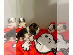 Beagle PUPPY FOR SALE ADN-782593 - AKC Beagle puppies