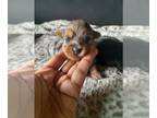 Yorkshire Terrier PUPPY FOR SALE ADN-782594 - Yorkie merle female